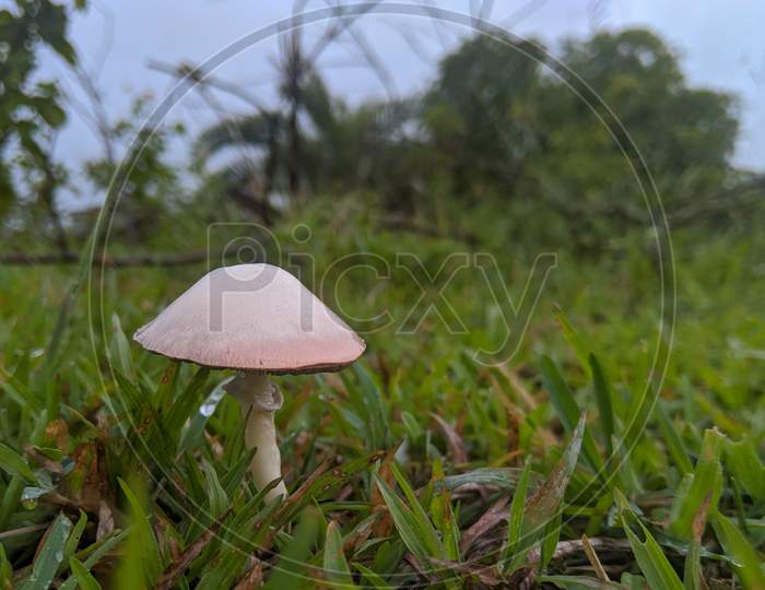 Mushroom Growing From Soil