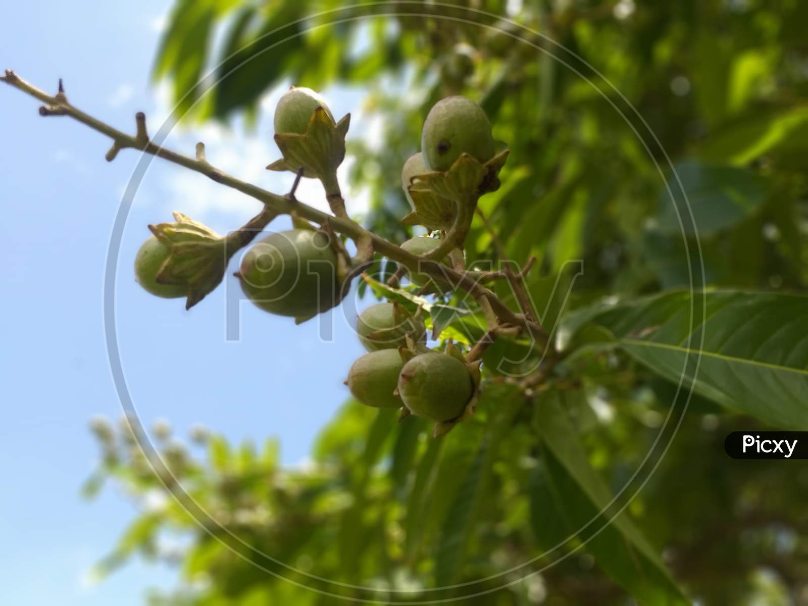 Maharashtra state tree- Tamhan  tree fruits
