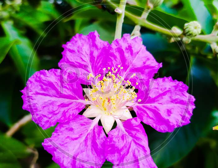 Pride of India flower. scientific name is Lagerstroemia speciosa. common names are giant crepe-myrtle, Queen's crepe-myrtle, banabá plant for Philippines. a species of Lagerstroemia.