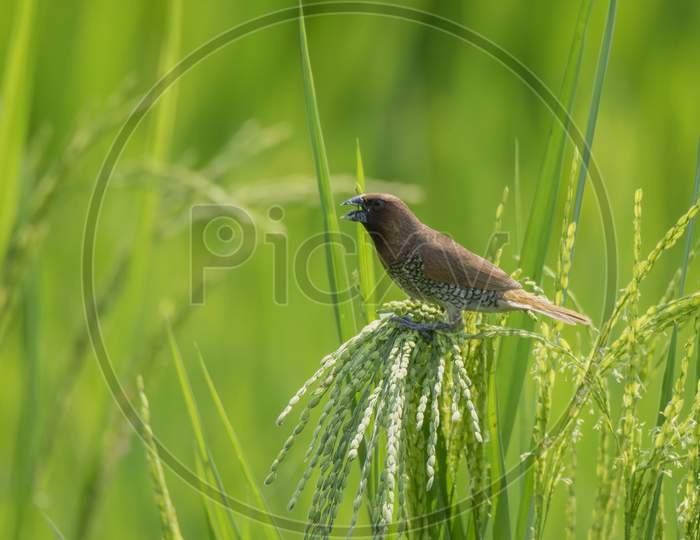 A Small Wild Bird On The The Paddy Tree