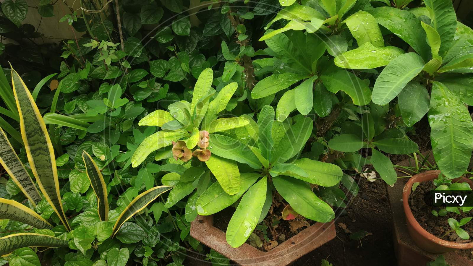 Green And Yellow Leaves Of Showcase Plant In Monsoon Season With Dewdrops On It