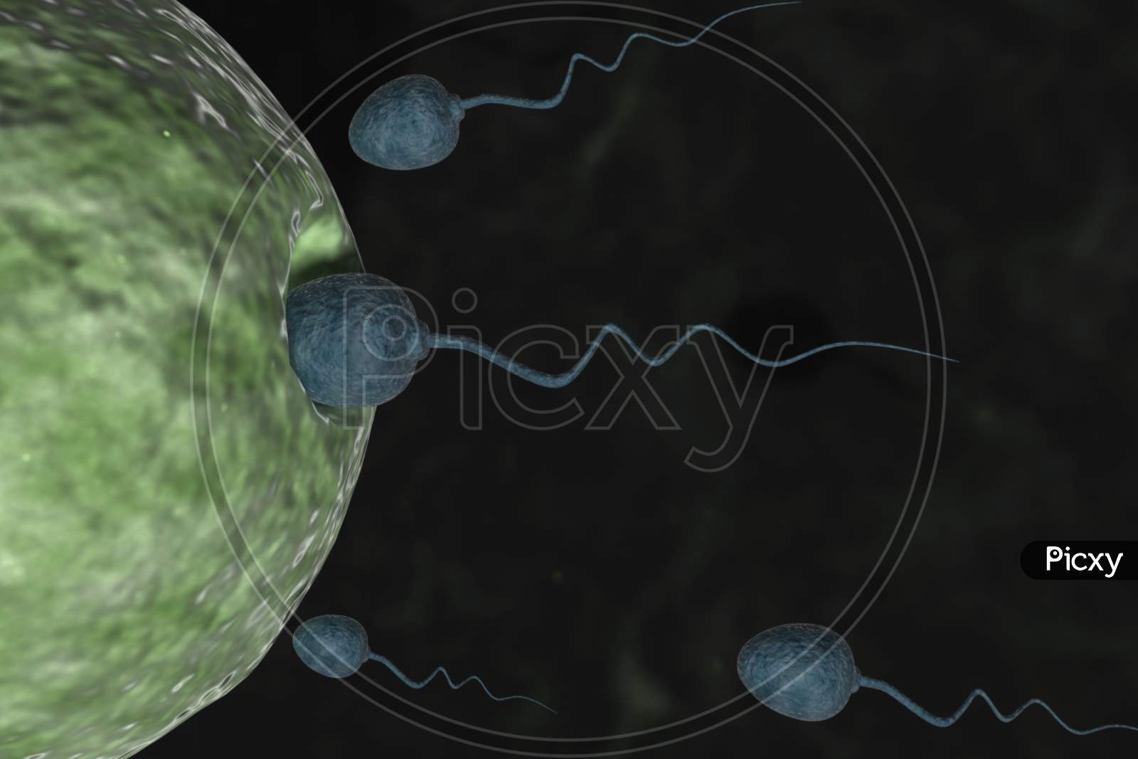 Sperm Cells Entering Human Egg