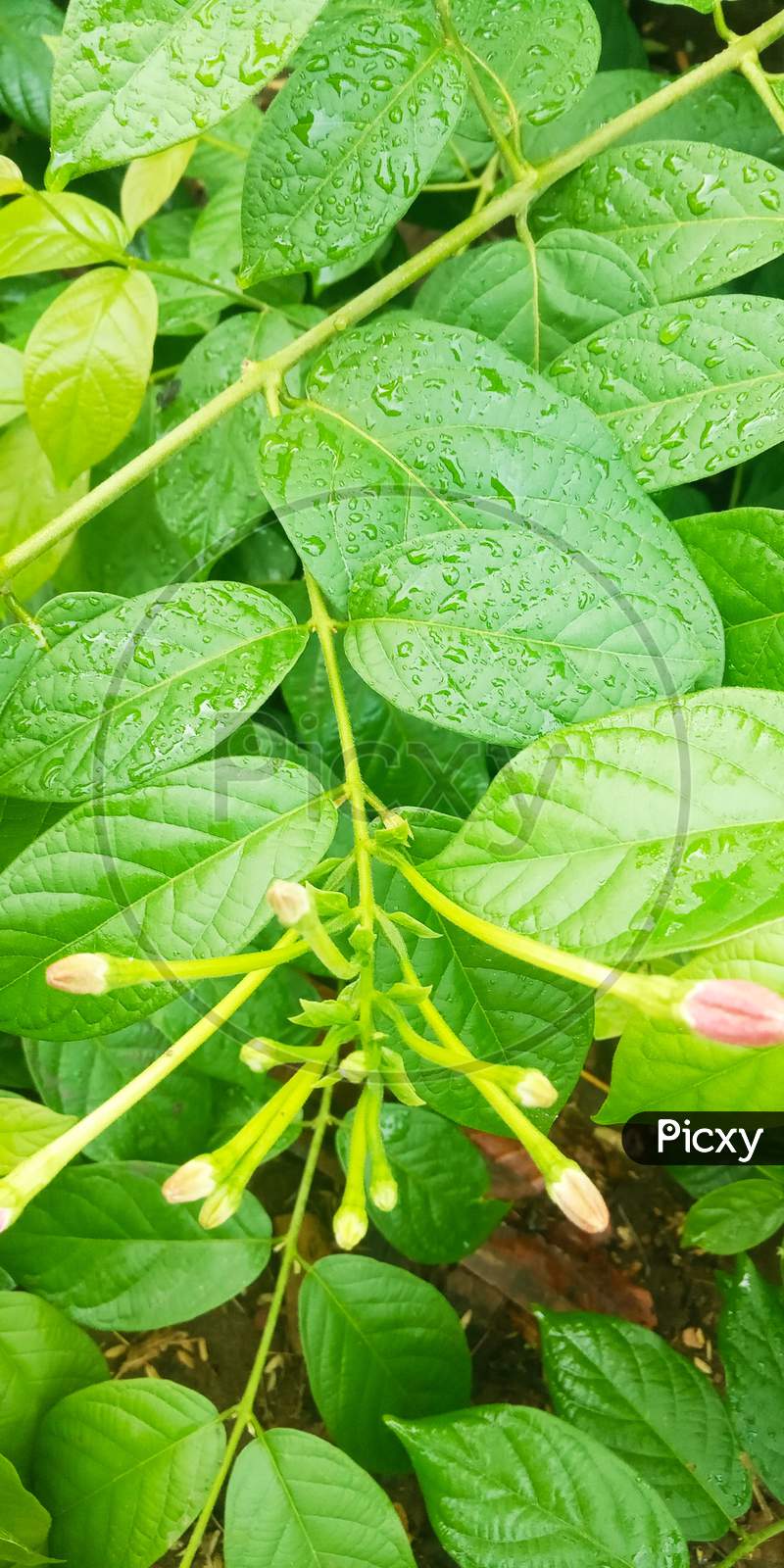 Indian flowering plant with water drops on leaves