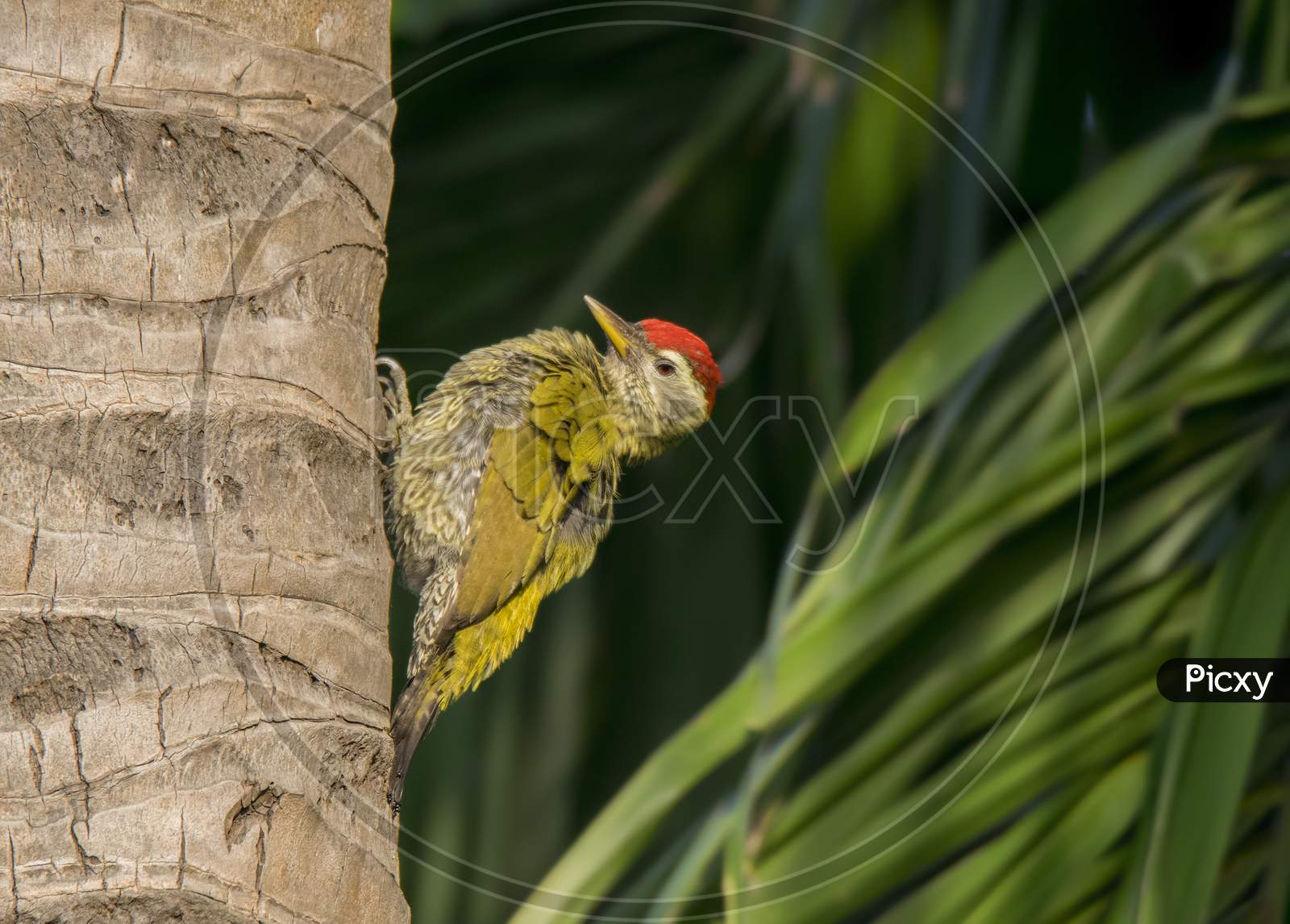 Image Of A Wild Woodpecker On The Tree Fw Picxy