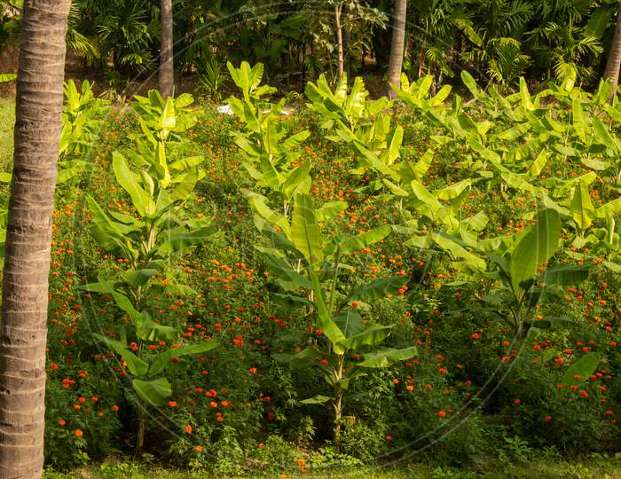 Banana Tree Plantation And The Marigold Flowers In-Between In A Farm Near Gobichettipalayam, Tamil Nadu, India