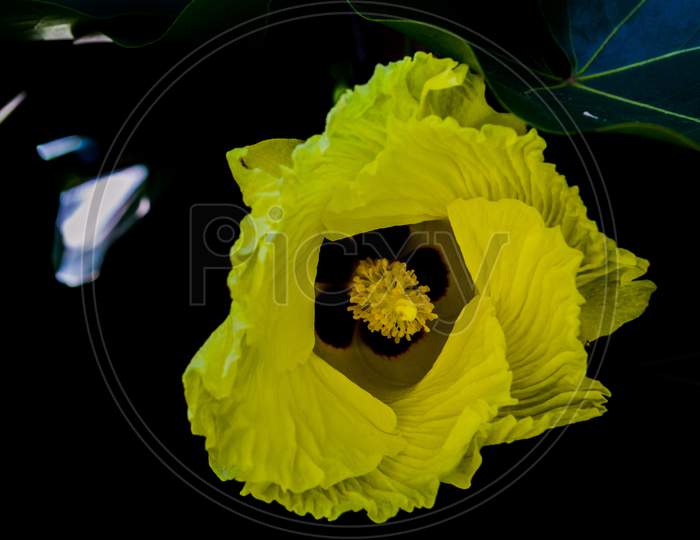 Sweet yellow wildflower
