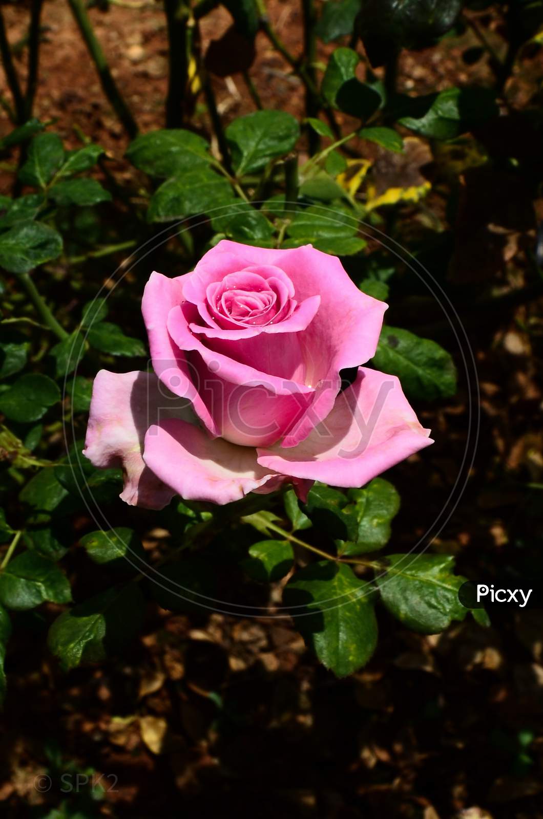 A single Pink rose