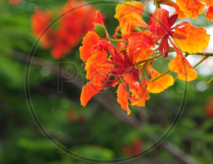 Orange Autumn Flower In The Tree