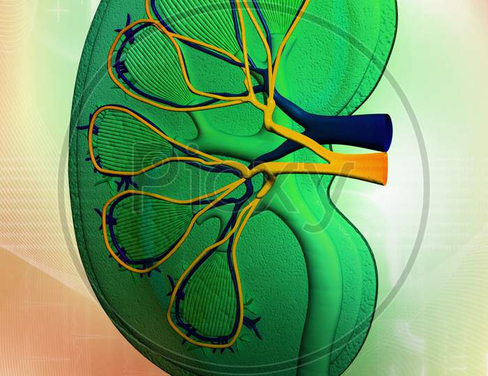 Anatomical Drawing Of A Kidney