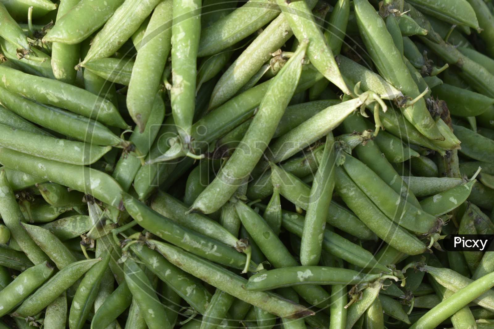 Vegetables For Sale At India.