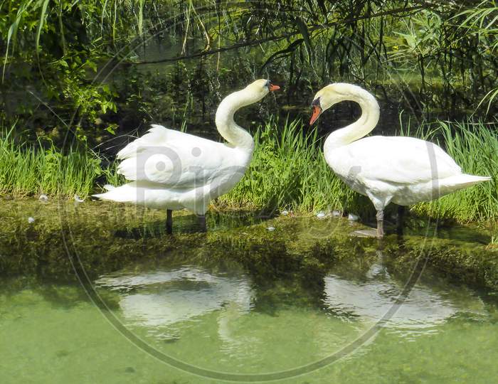 Two White Swans Are Standing In The River. Everything Is Green.