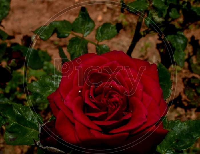 Red single rose