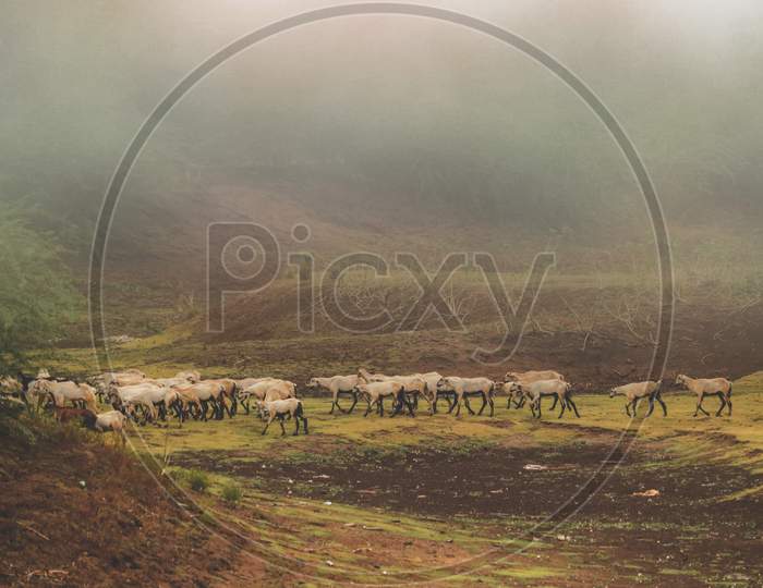 Sheeps in the Mist Very early on an autumn morning and the flock of sheep find their way through the morning mist