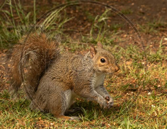 Young Grey Squirrel, sciurus carolinensis,  On Grass Ground