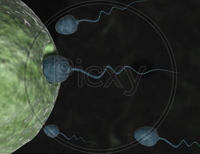 Sperm Cells Entering Human Egg