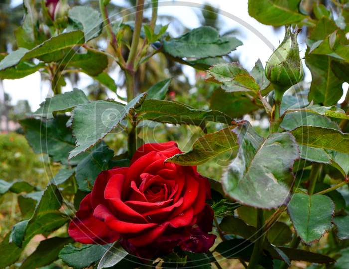 Two red rose on single branch