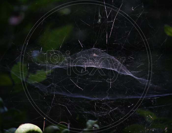 Dome Shape Spider Web With Selective Focus