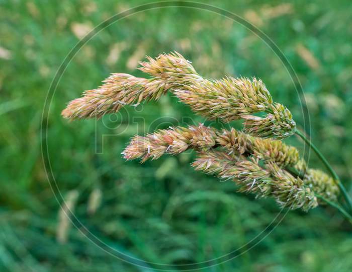 Close-Up Of Orchard Grass Or Cat Grass. Dactylis Glomerata.