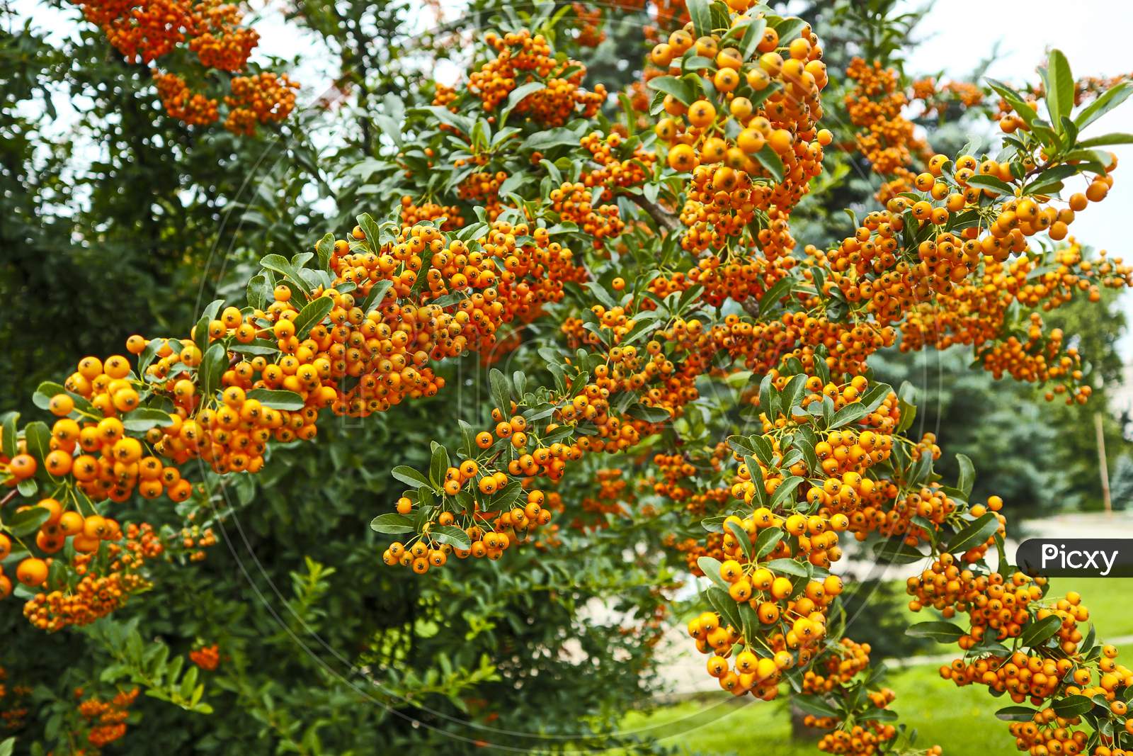 Bright Orange Sea Buckthorn Berries Close-Up.