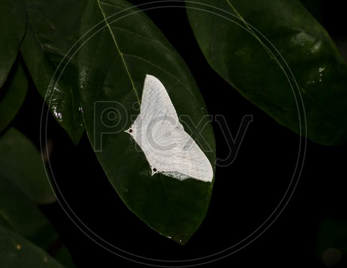 White Butterfly On Green Leaf With Black Background