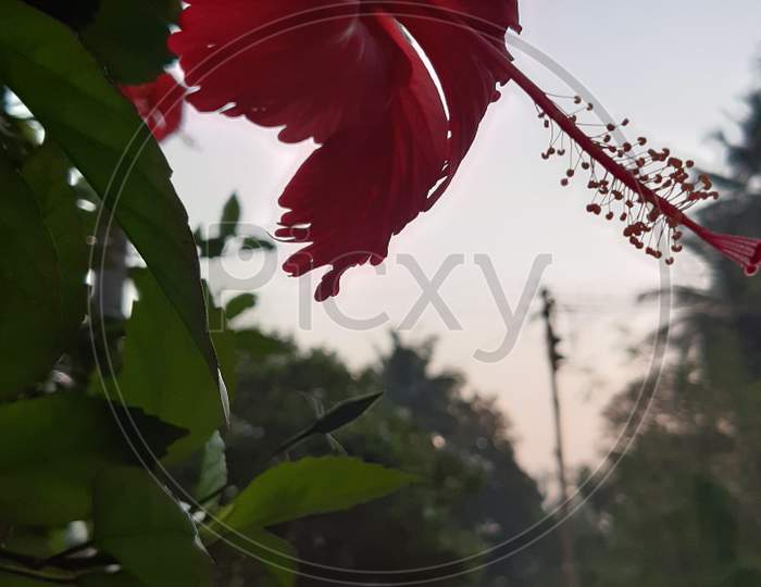Red Hibiscus flower. Hibiscus Rosa  Sinensis. Tropical region flower