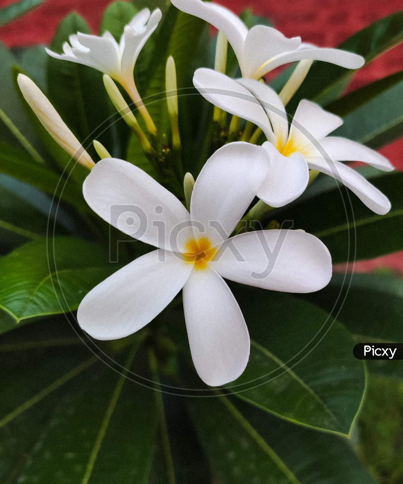 A beautiful white tiny flower with big dark green leaves in a garden.