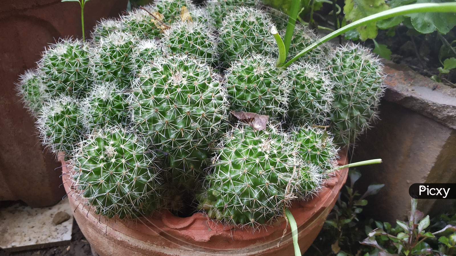 Indian Countryside Cactus Plant In Bucket In Monsoon Season