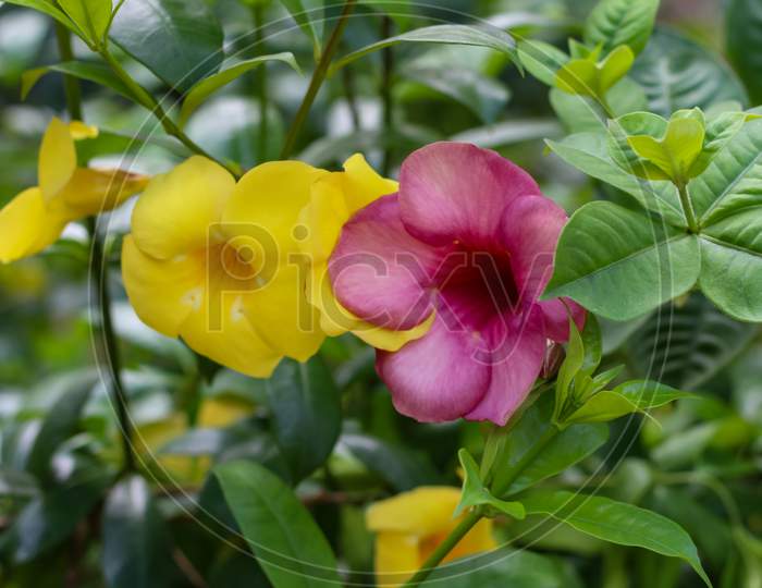 Yellow And Purple Flower On Plant With Green Leaves