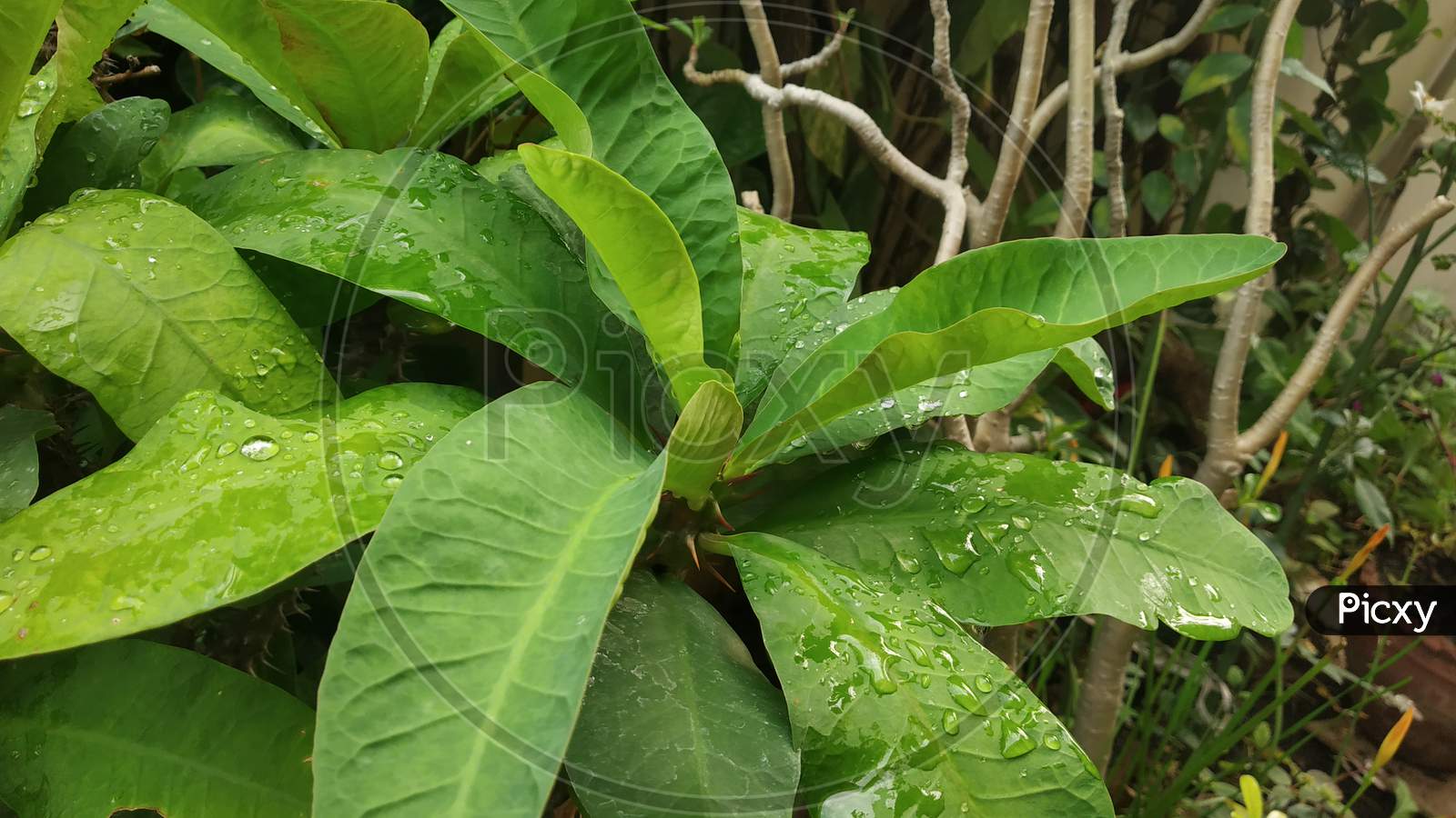Green Leaves Of Showcase Plant In Spring Dewdrops Season