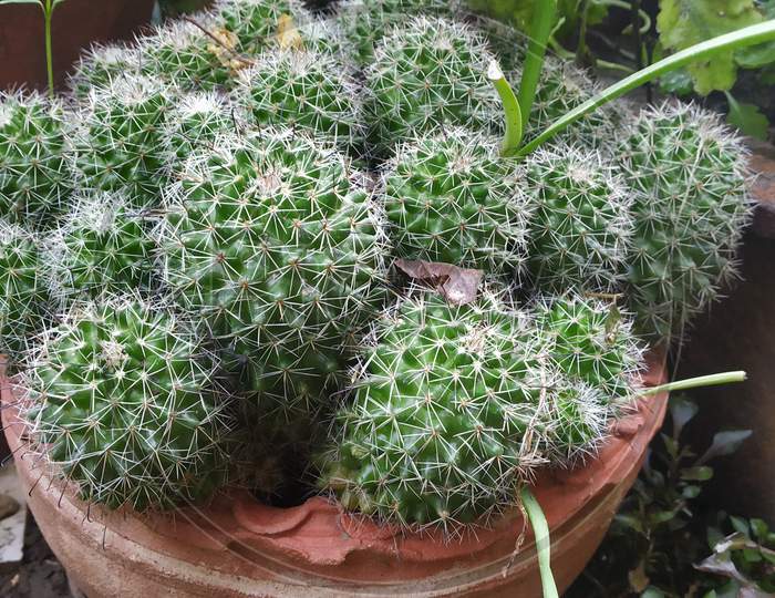 Indian Countryside Cactus Plant In Bucket In Monsoon Season