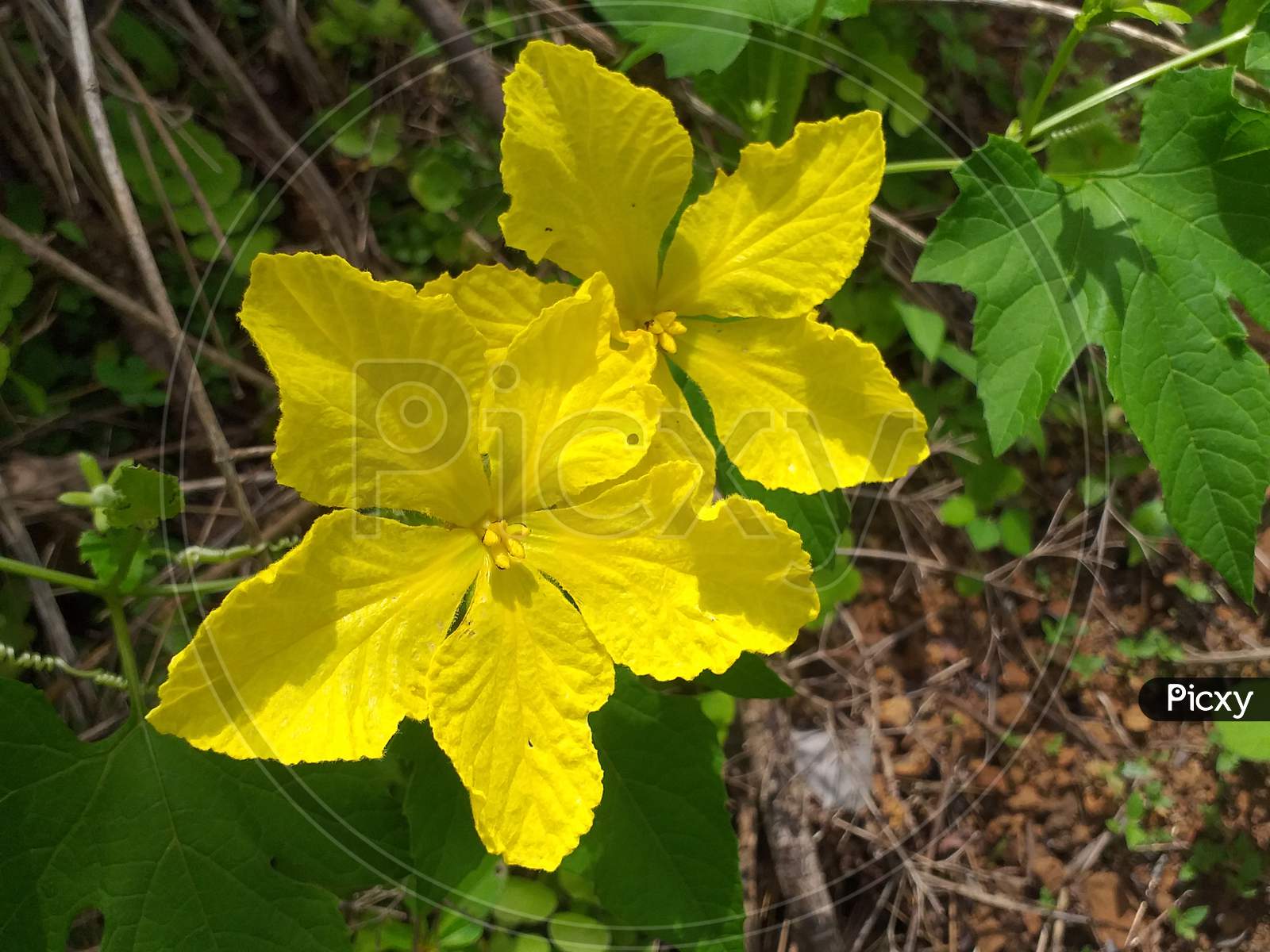 Beautiful  Yellow Flowers