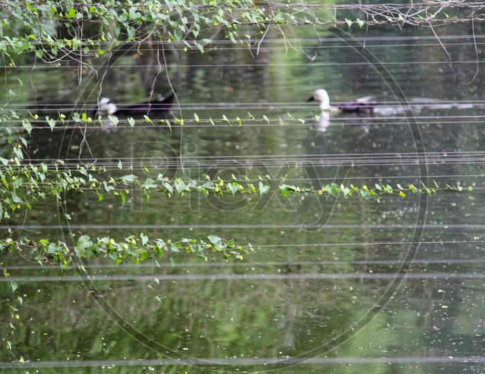 Close Up Of A Lot Of Threads In A Fishing Pond To Keep Kingfisher And Other Birds Out