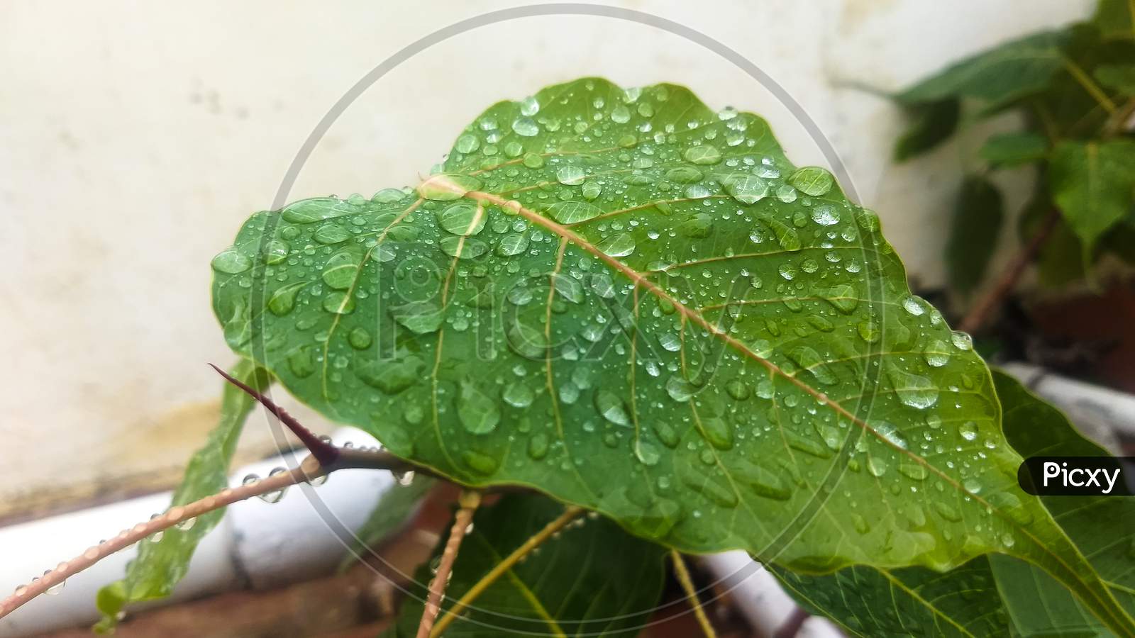 Sacred Fig leaf and rain drops.