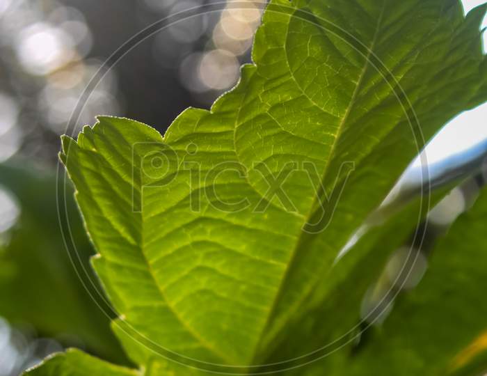 Leaf with sunshine