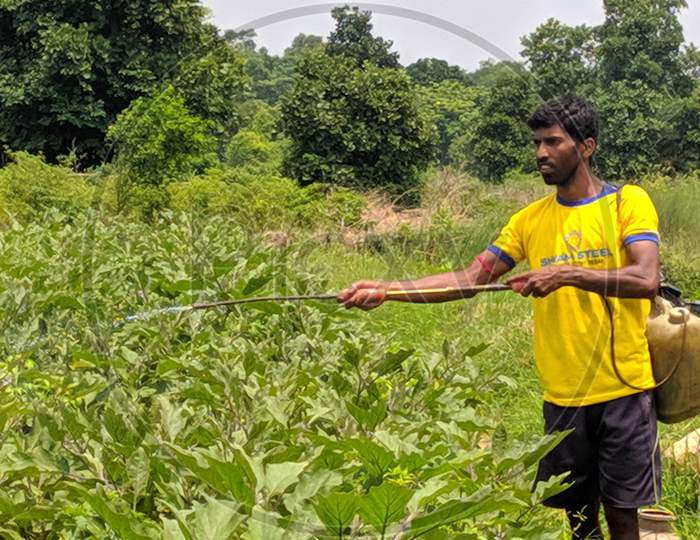 A farmer sprayed fartilizer in the field in 30june, 2020 at bankura