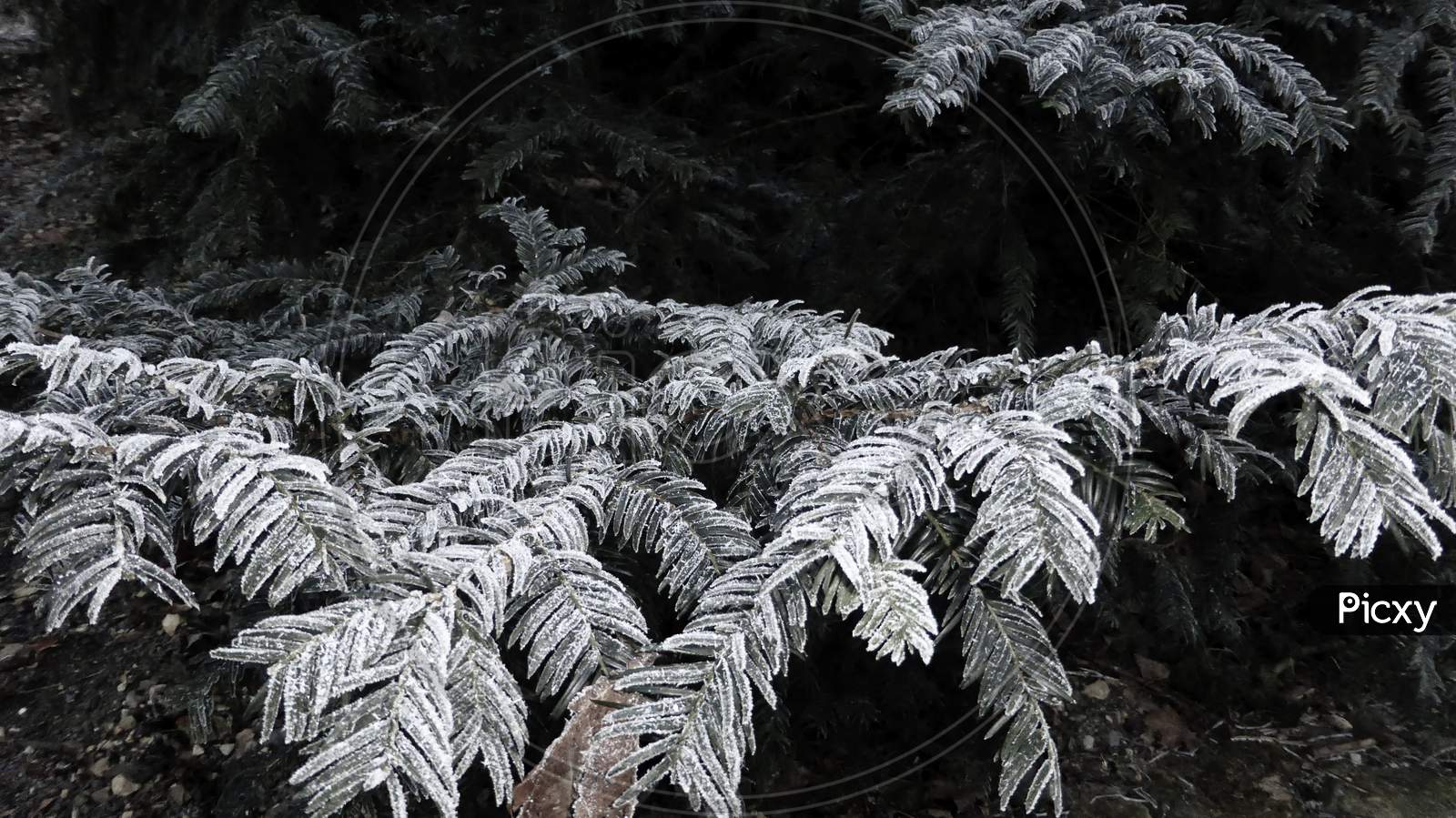 White Frost Covered The Coniferous Branches Of Trees.