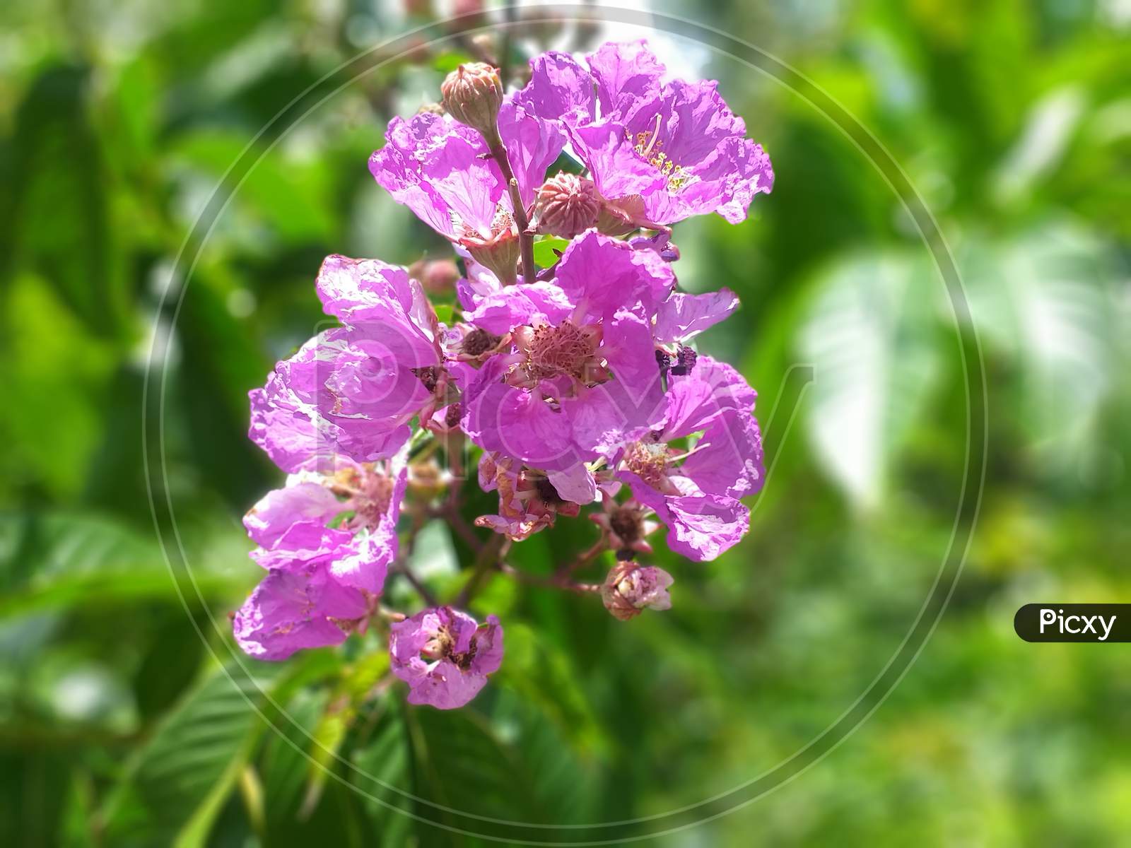 Maharashtra state tree-Tahman flowers