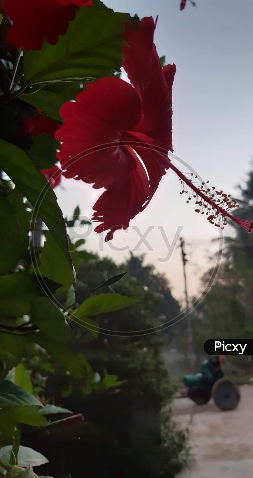 Red Hibiscus flower. Hibiscus Rosa  Sinensis. Tropical region flower