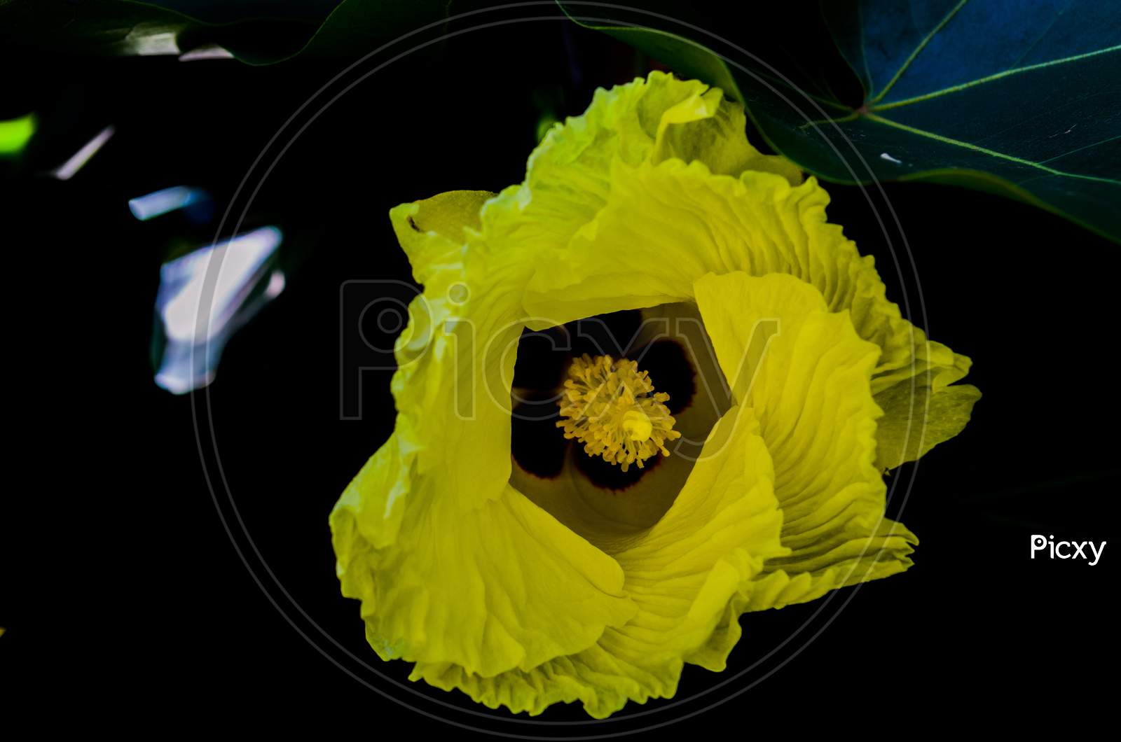 Sweet yellow wildflower