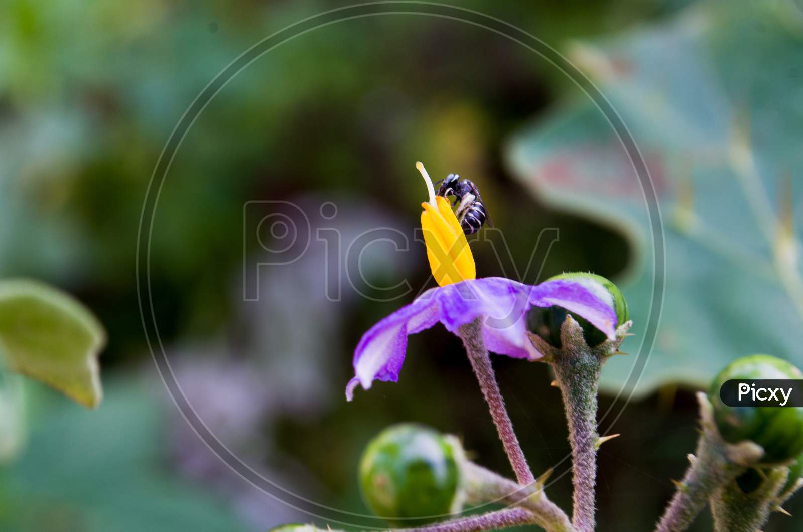 Purple bellflower