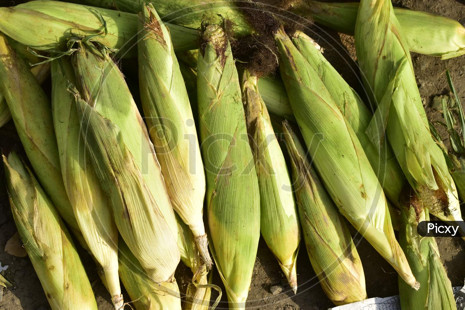 Corn For Sale At India.