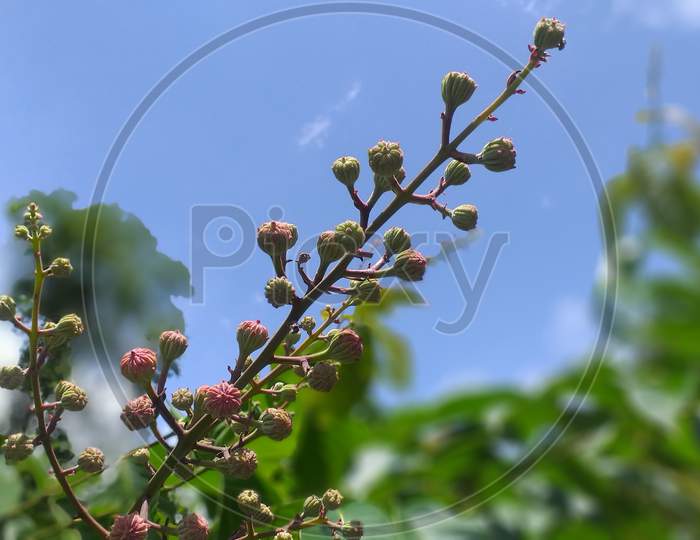 Maharashtra state tree- Tamhan flower buds