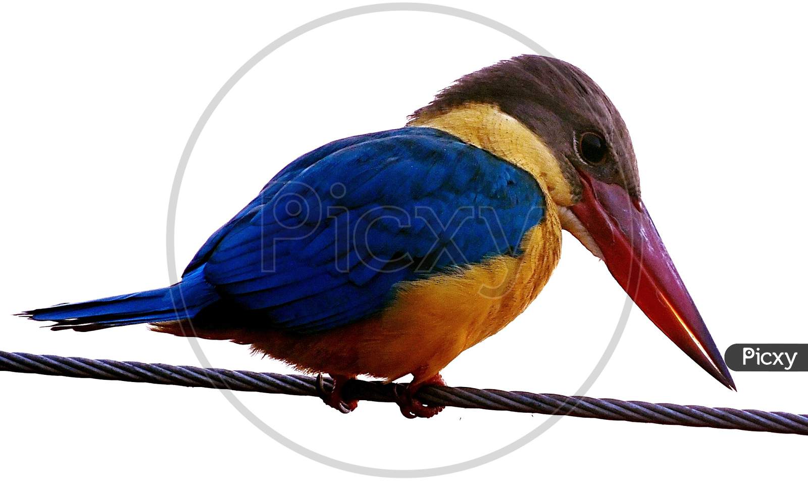 Bird_Kingfisher