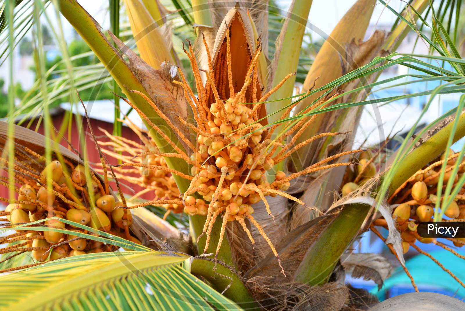 Orange Coconut Palm At Sunset