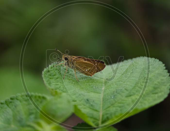 Brown Butterfly On Green Leaf