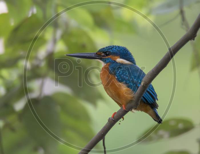 A Little Kingfisher On The Branch Of A Tree .
