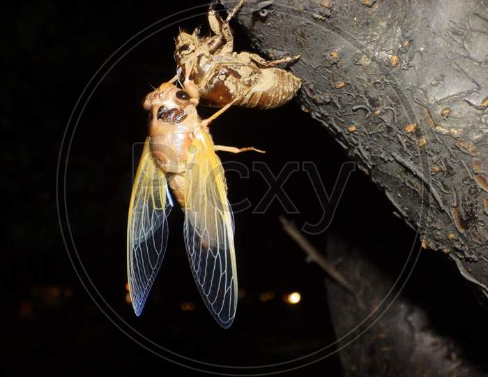 cicada, cicala，蟬
