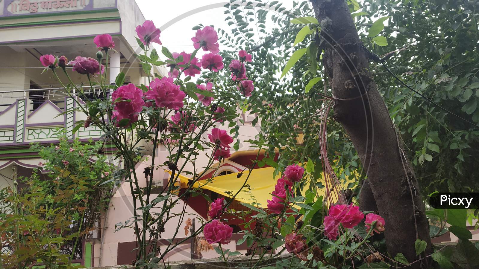 Pink Roses Under Monsoon Rainy Sky With Green Leaves