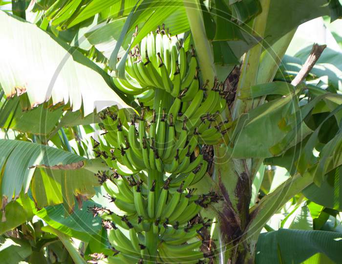 Banana tropical fruit