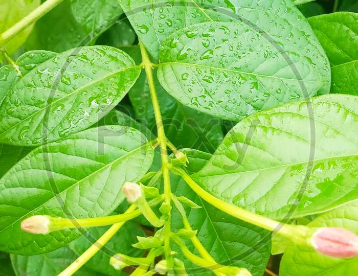 Indian flowering plant with water drops on leaves